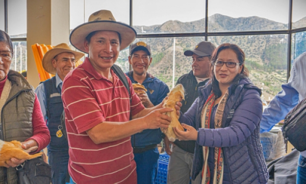 Entregan cuyes reproductores de raza Perú en la provincia de Grau